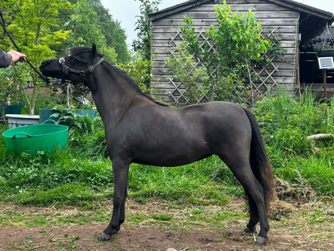 AMHA yearling filly