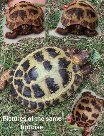 Miniature Russian tortoise and setup/enclosure