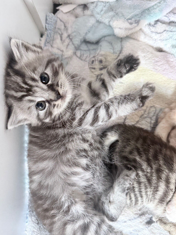 3 amazing kittens available