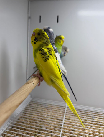 Budgies
