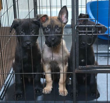 Belgian Malinois Puppies KNVP working lines