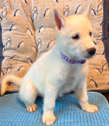 2 Beautiful female White Husky Puppies Ready for Their Forever Homes