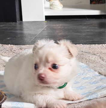 Chihuahua puppies