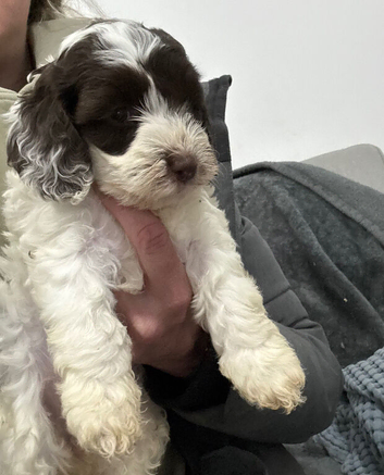 3 x F1b cockapoo puppies still available (ready May)