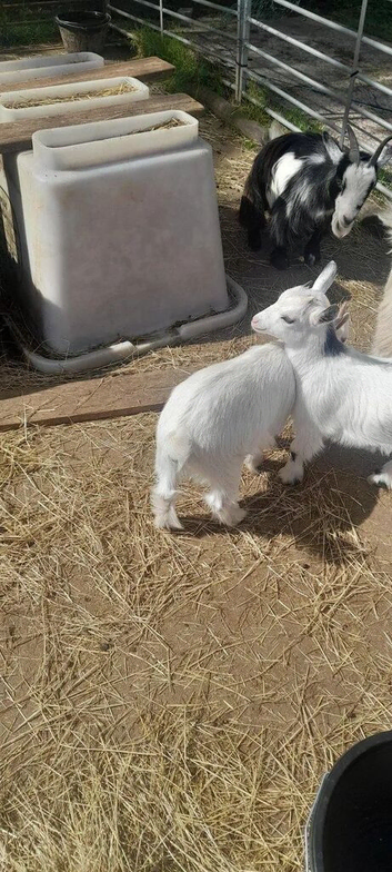 Pygmy goat kids for sale 12 weeks old