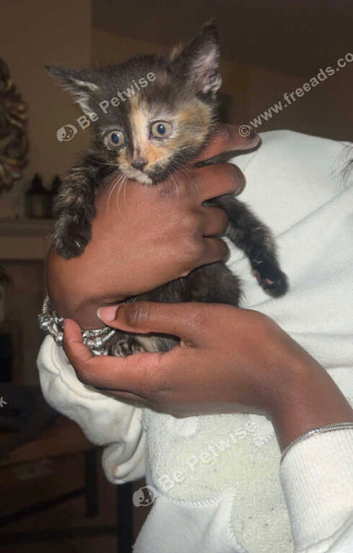 2 beautiful 9 weeks old kittens for sale