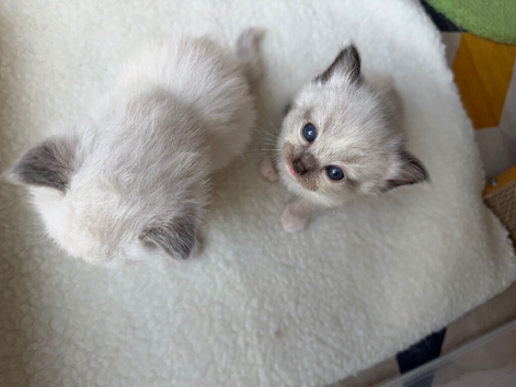 Gorgeous 5 kittens