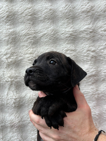 9 Weeks Old Staffy Pups