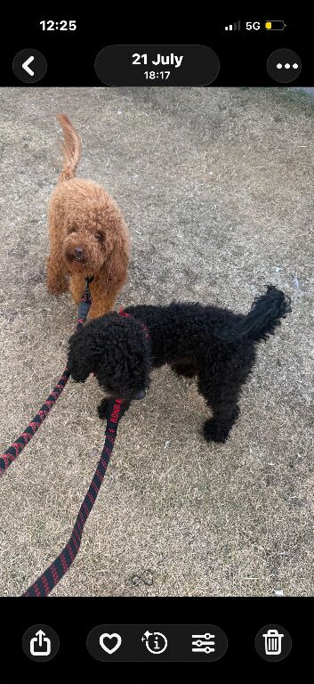Miniature labradoodles