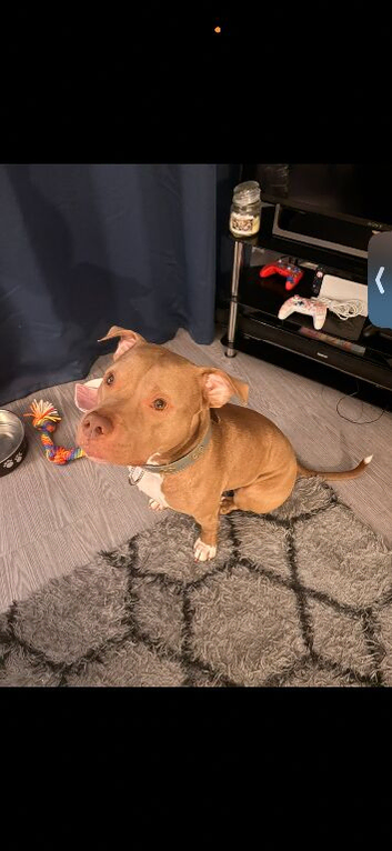 This is Rocco