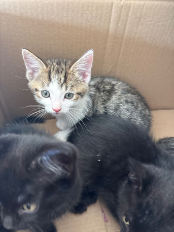 Kittens looking for there forever home