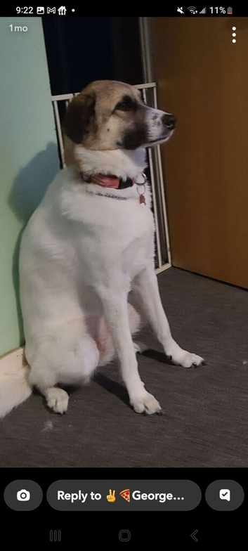 Anatolian shepherd cross collie