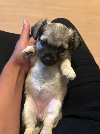 Chihuahua cross