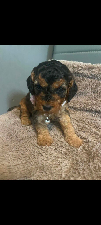 Cockapoo puppies for sale
