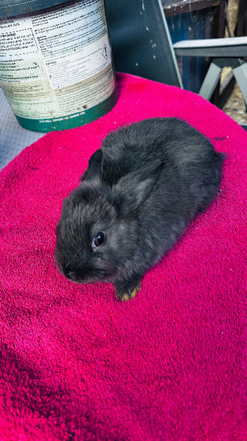 Netherland dwarf