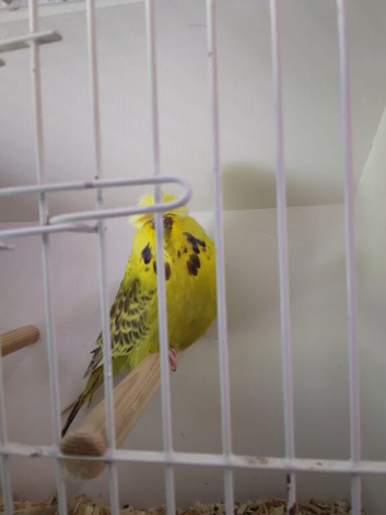Budgie for sale
