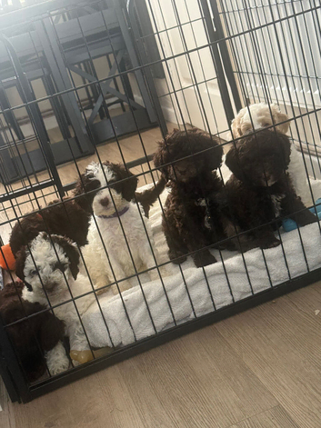 Fully health checked Cockapoo puppies