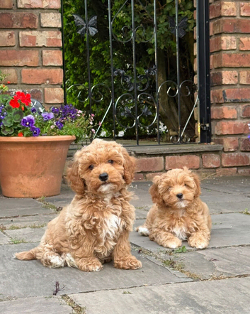 Beautiful Cavapoochon Puppies &ndash; Ready Now