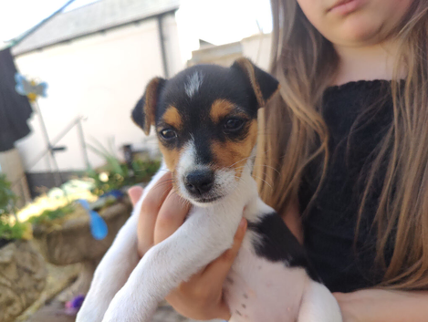 One left! Gorgeous Pedigree Jack Russell Puppies