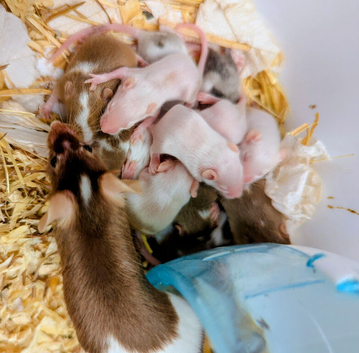 Fancy mice ready to go 2 Sept