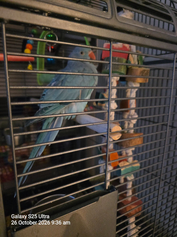 Female Indian ring neck