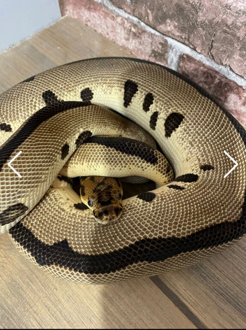 Batman Enchi Royal Python (read description)