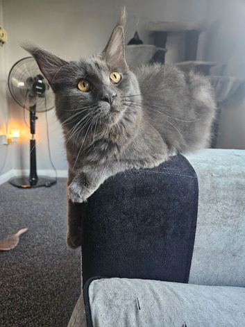 6 month old maine coon