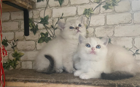 Adorable TICA Registered Munchkin Kittens