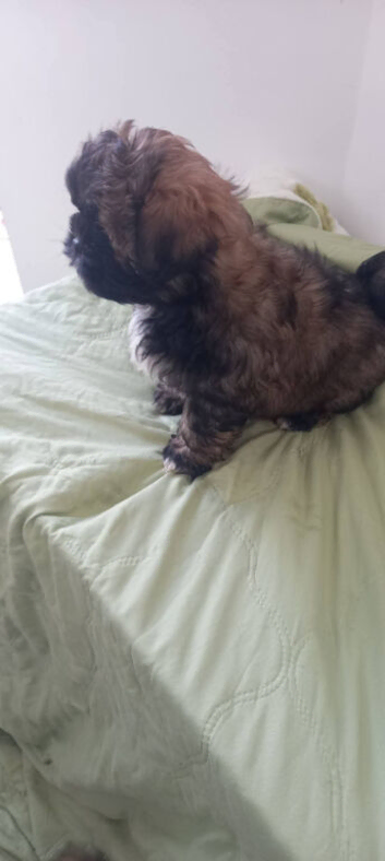 1 boy pup