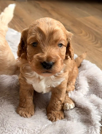 Toy cockapoo puppies
