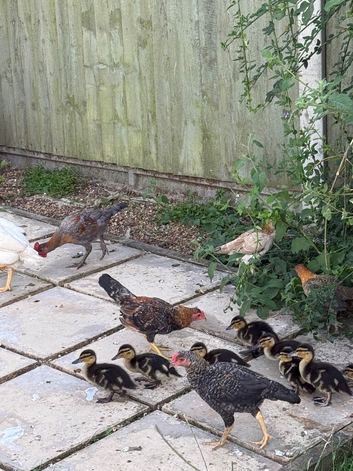 Pairs Old English game bantam x Ko shamo