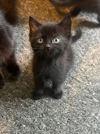 Kittens available pure black and black and white