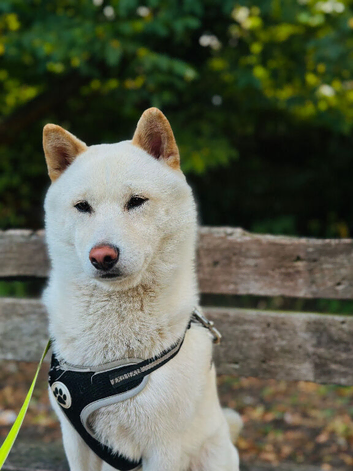 KC Registered Cream Shiba Inu Stud - Teddy