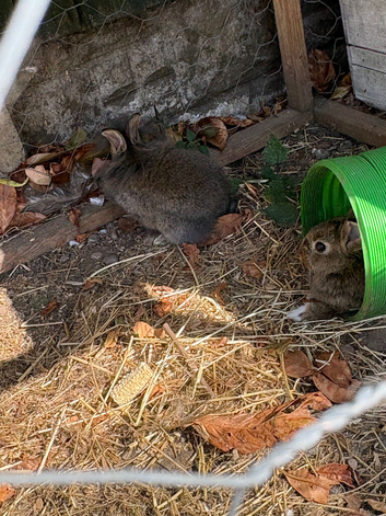2 Netherland Dwarf Buck
