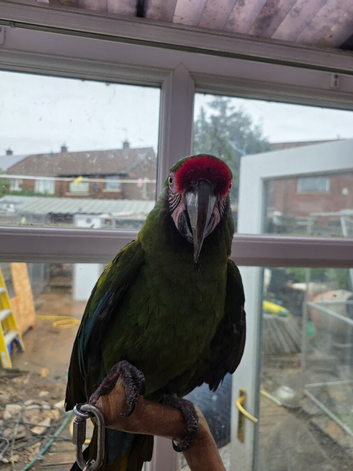 Military Macaw