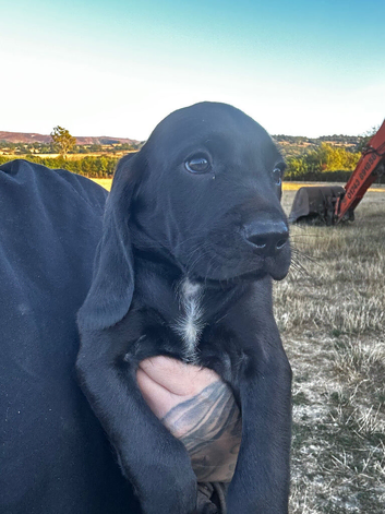 Bavarian Mountain Hound x Springer Spaniel