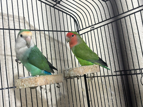 Love birds