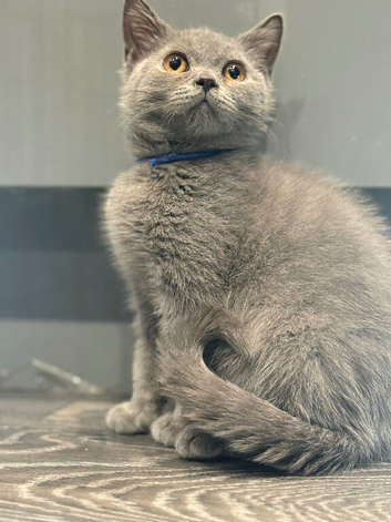 Stunning BSH male kitten