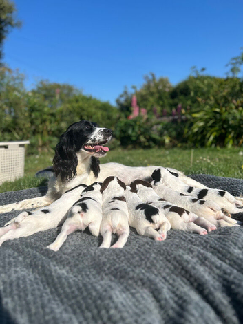 KC registered springer spaniel pups