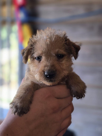 Patterdale fell terrier puppies