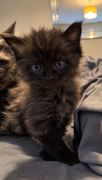 Black Smoke Maine Coon Kitten.