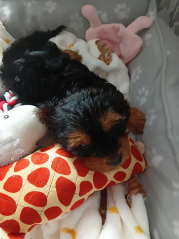 Female pup