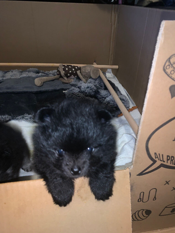 Pomeranian puppies