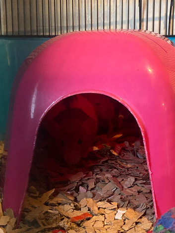 rats