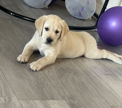 Golden Labrador pup