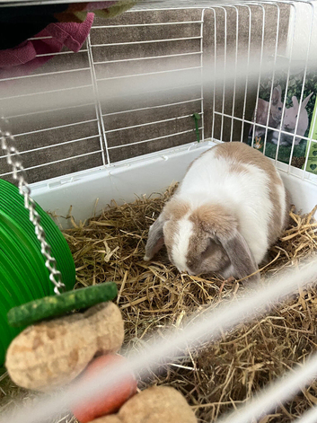 Flora the lop