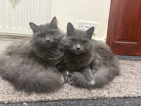2 male cats
