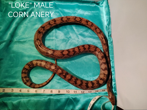 Corn snakes