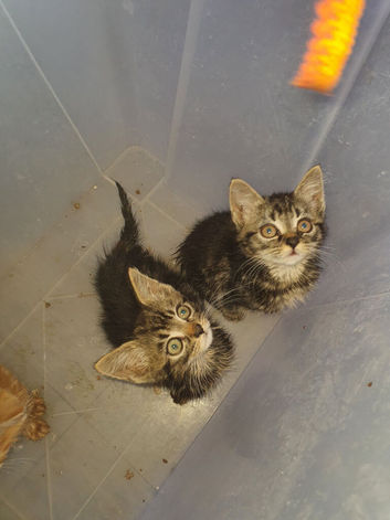 SOLD. Two Gorgeous Tabby Mix Bengal kittens for sale