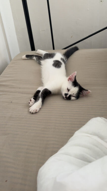 Beautiful 15 week old Kitten